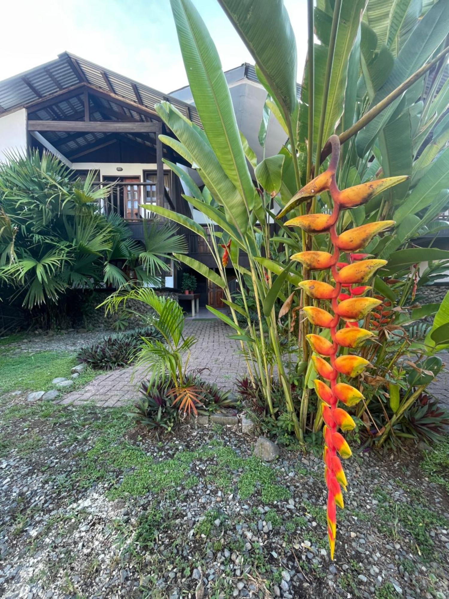 Perla Negra Beachfront Puerto Viejo de Talamanca Exterior photo